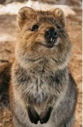 Quokka 🐻